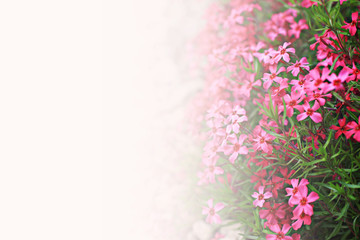 pink flowers with white