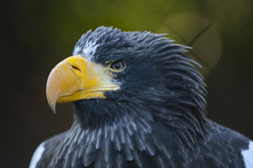 Portret Stellers zeearend
