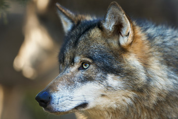 Portret Europese wolf
