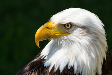 Bald eagle - Haliaeetus leucocephalus