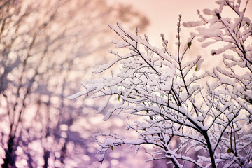 Tree Branches Covered in Snow