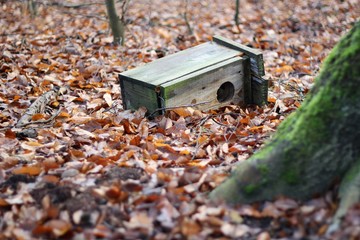 Fototapeta premium destroyed birdhouse