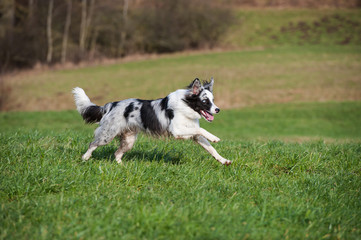Rennender Border Collie