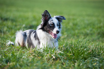 Border Collie