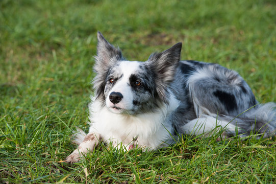 Border Collie