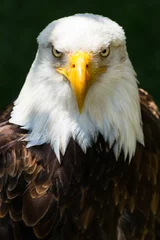 Printed kitchen splashbacks Eagle Bald eagle - Haliaeetus leucocephalus