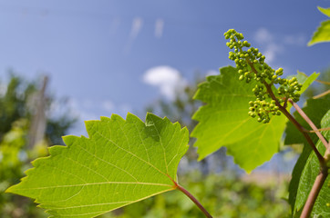 Growing bio grapes in the northern Bulgaria in the summer