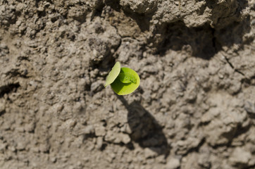 Green spring etudes in the northern Bulgaria