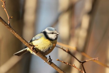 Blue tit (Parus caeruleus) on a twig