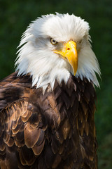 Bald eagle - Haliaeetus leucocephalus