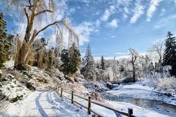 Frozen Park Landscape