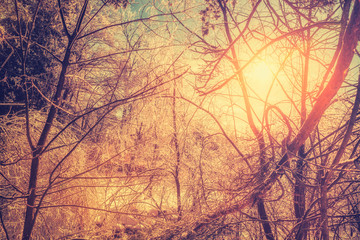 Retro Sun Glow After an Ice Storm