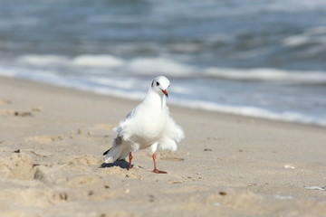 seagull