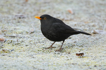 Common Blackbird (Turdus merula), on frosty ground