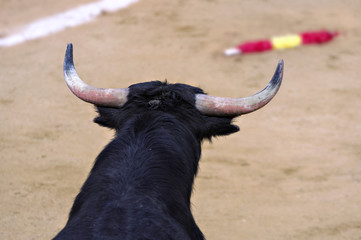 Bull in a bullring, with barbed stick on thr floor