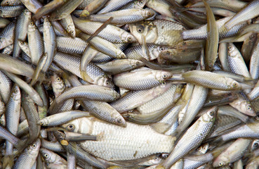 Harvesting of fish in the pond