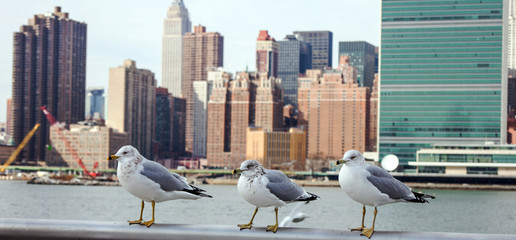 Seagulls