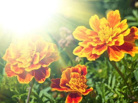 marigold flower background