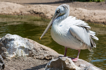 White pelican posing on a rock