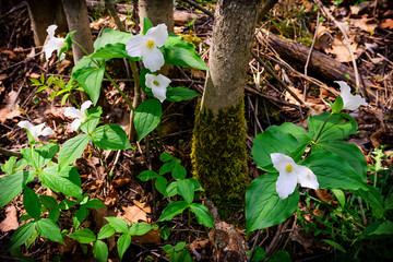 Trillium grandiflorum on the forest floor
