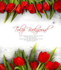 Tulip blooms
