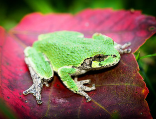 Gray Tree Frog on red leaf - Eye