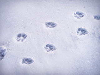 Paw prints in snow