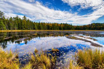 Autumn Forest Surrounding a Pond - 76271141