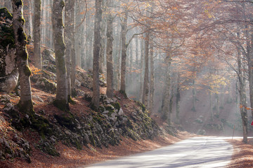 Obraz premium La strada nel bosco