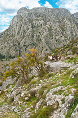 two goats in mountains