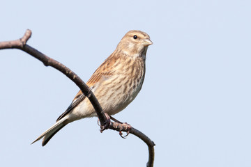 Linnet (Acanthis cannabina)