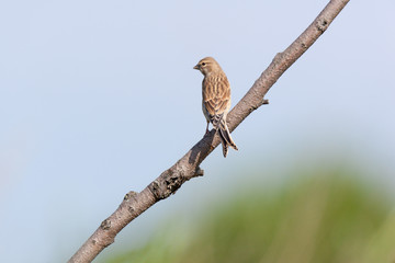 Linnet (Acanthis cannabina)