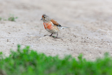 Linnet (Acanthis cannabina)