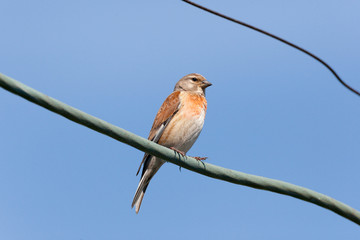 Linnet (Acanthis cannabina)