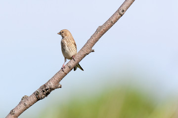Linnet (Acanthis cannabina)