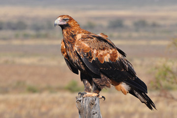 aigle royal australie 2