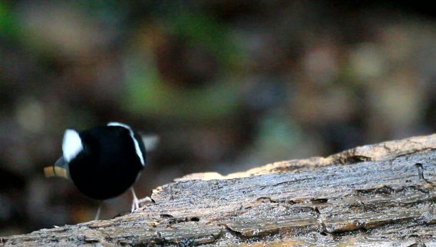 White-crowned Forktail (Enicurus leschenaulti) in Thailand