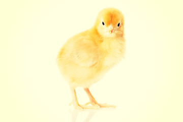 Small yellow Easter chicken.