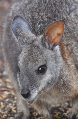 wallaby kangaroo island 3