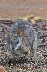 wallaby kangaroo island 2