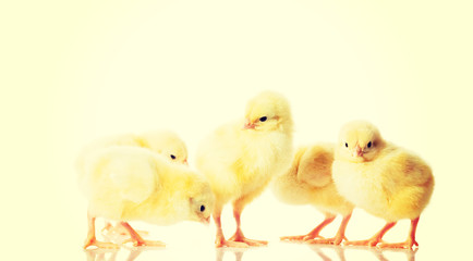Group of small chicken.