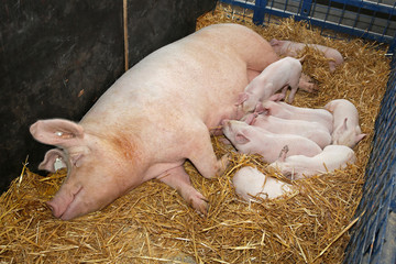 Sow with piglets