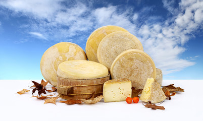 various forms of cheese leaves sky background