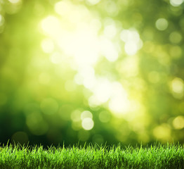 Fototapeta na wymiar green grass in sunny forest