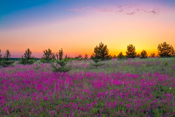 Fototapeten summer  landscape with purple flowers on a meadow and  sunset © yanikap