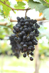 red wine grapes hanging