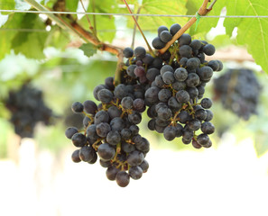 red wine grapes hanging