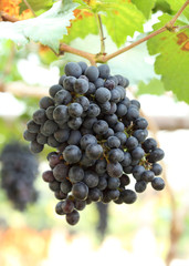 red wine grapes hanging