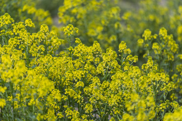 beautiful natural background of green plants