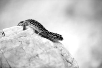 Gecko lizard on rocks
